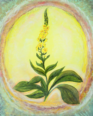 Königskerze  – Seelenlicht der Alpenkräuter Kunstdruck