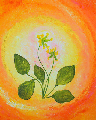 Schlüsselblume– Seelenlicht der Alpenkräuter Kunstdruck